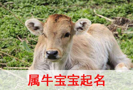 2021牛年寶寶起名取名宜用字都有哪些？